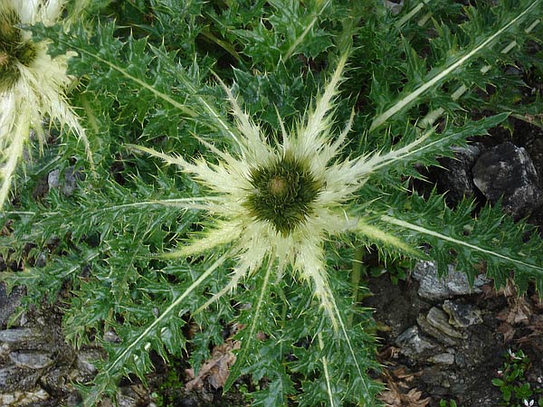 Silberdistel