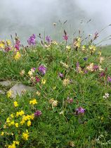 Alpenblumen