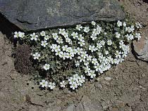 Einblütiges Hornkraut