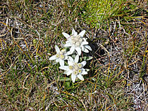 Edelweiss am Wisshorn