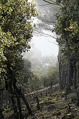 Wolken ziehen durch den Steineichenwald