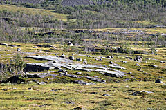 Unterwegs auf dem Kungsleden