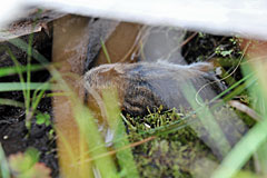 Lemming unter dem Holzsteg