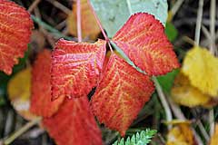 Herbstliche Blätter