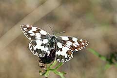 Schachbrett-Schmetterling