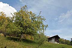 Apfelbaum in Aussenberg