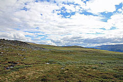 Feuchtwiesen im Kalfjäll hoch über den Rapadalen