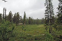 Wald und Feuchtwiesen am Kungsleden