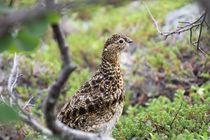 Alpenschneehuhn