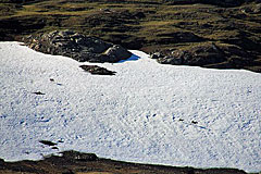 Rentiere auf einem Schneefeld