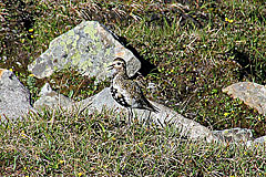 Goldregenpfeifer (Ljungpipare)