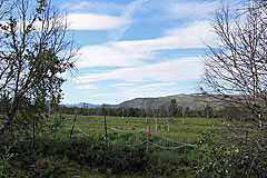 Rengarde kurz ausserhalb des Abisko Nationalparks