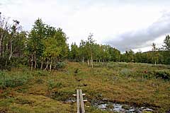 Der Weg führt ab hier durch Fjällbirken