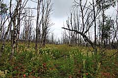 Abgestorbene Fjällbirken