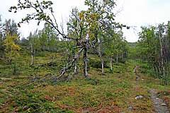 Wanderweg von Rovvidievvá nach Abiskojaure