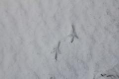 Spuren eines Alpenschneehuhns