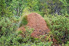 Ameisenhaufen am Kungsleden