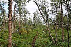 Der Fjällbjörkskog lichtet sich bei Boarek