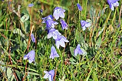 Glockenblumen im Sarvesvágge