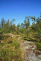 Der Pfad führt durch Fjällbirken