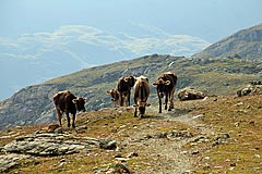 Jungkühe auf Entdeckungstour