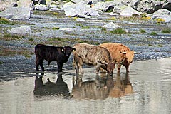 Schottische Hochlandrinder