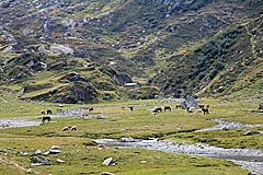 Pferde an der Alp Curciusa Bassa