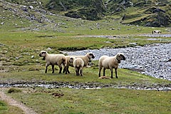 Schafe an der Alp Curciusa Bassa