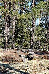 Am Fäbodberget