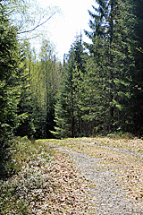 Forstweg nach Mädan