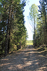 Waldweg zum Fäberget