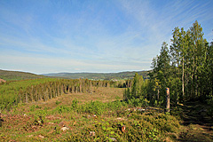 Kahlschlag am Fäberget