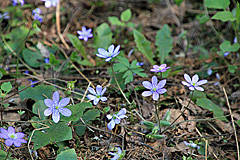 Leberblümchen