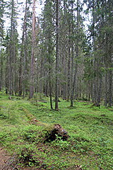 Im Skuleskogen