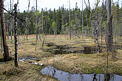 Moor im Slåttdalen