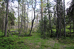 Feuchtgebiet am Täcksberget