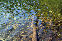 Baumstamm im Balestjärnen