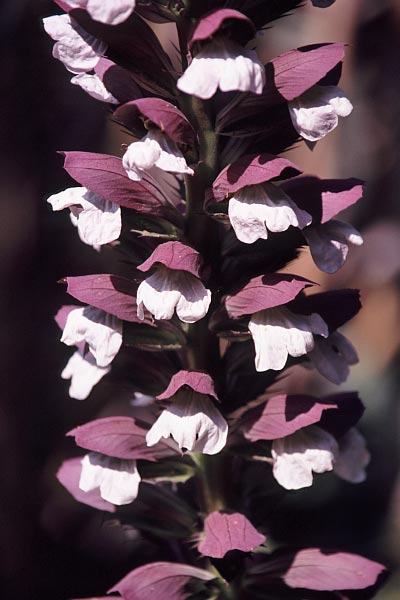 Blüte