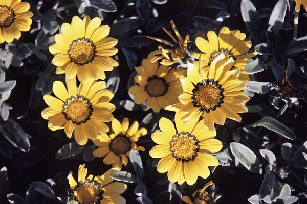 Blumen