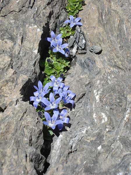 Blüten