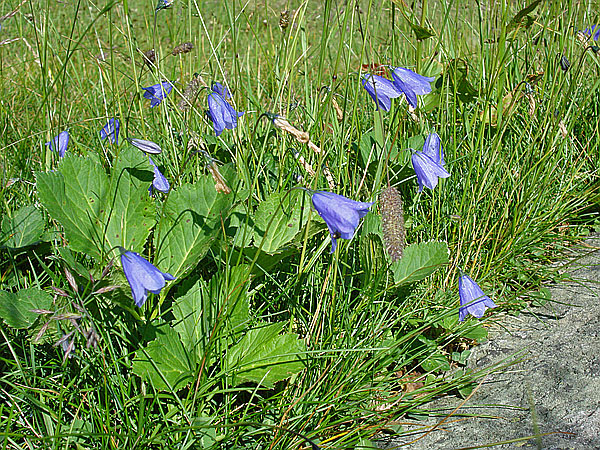 Glockenblumen