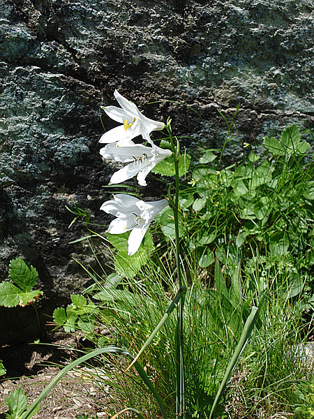 Blüte