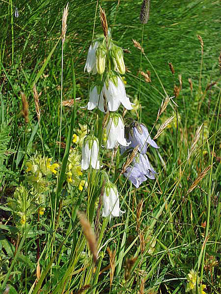 Glockenblume