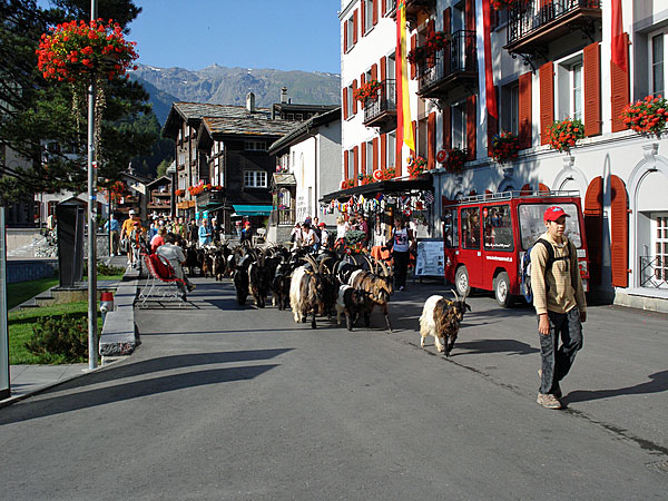 Ziegenumzug in Zermatt
