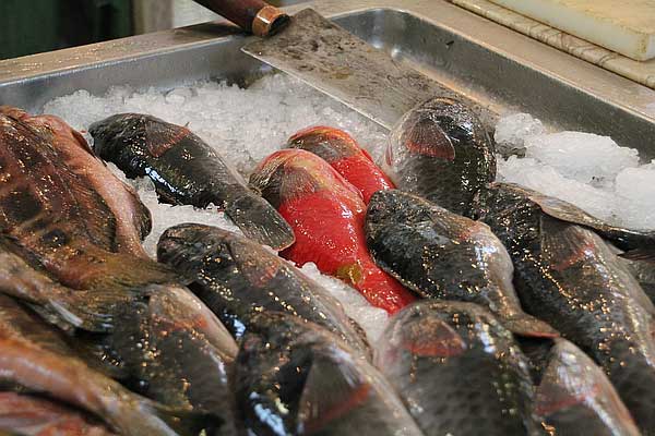 Papageienfisch