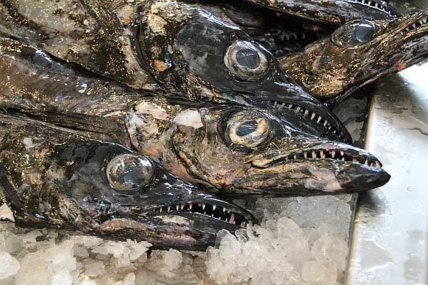 Degenfisch
