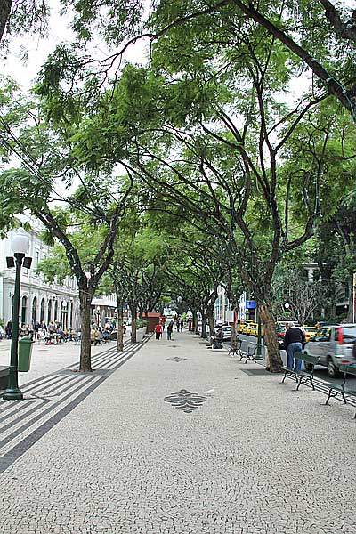 Strassenbäume an der Av. Arriaga