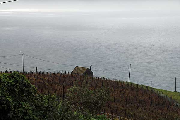 Weinberg bei Loreto
