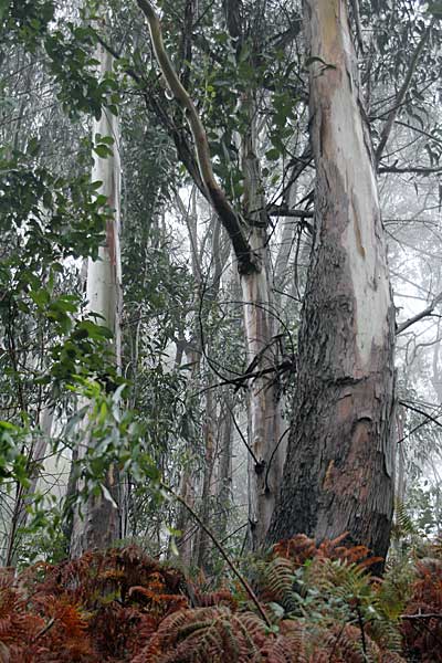 Eucalyptusbaum