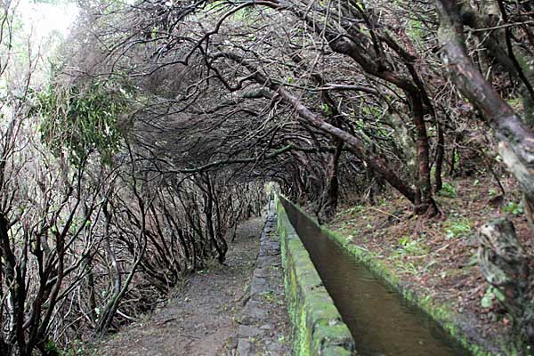 Überhängene Bäume an der Levada das 25 Fontes